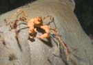 Spider crab decorator