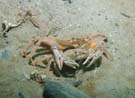 Swim crab pair