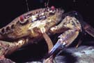 Velvet crab feeding