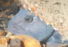 Wolf fish in wreck