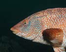 Wrasse ballan 2