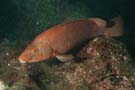 Wrasse ballan