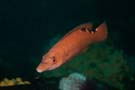 Wrasse cuckoo female