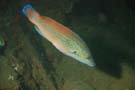 Wrasse cuckoo male