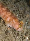 Yarrels blenny