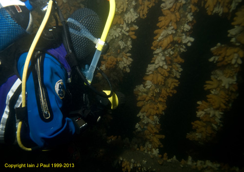 Thesis diver viewing ribs