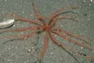 Featherstar on silt