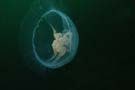 Jelly aurelia2